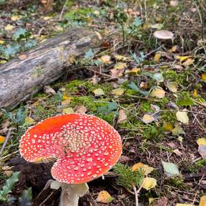 Fly Agaric
