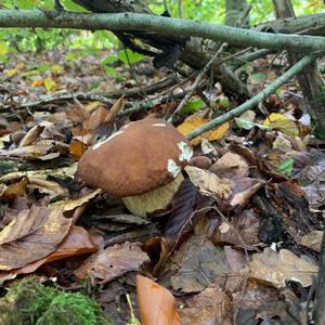 Summer Bolete