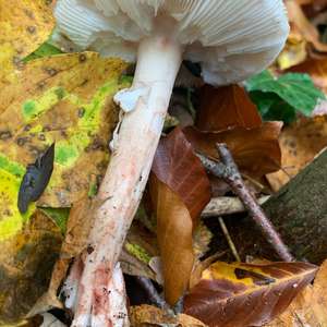 Unknown Species
