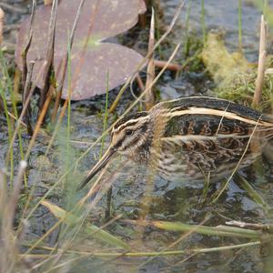 Jack Snipe
