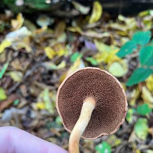Unknown Species