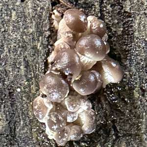 Oyster Mushroom