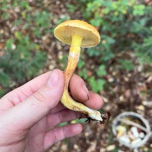 Larch Suillus