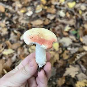 Unknown Species