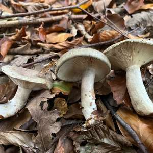 Unknown Species