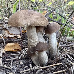 Scaber Stalk, Common