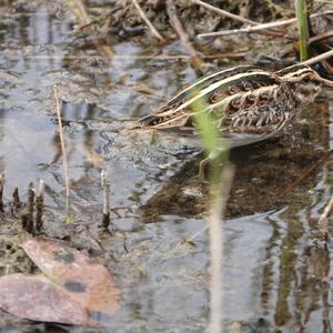 Jack Snipe