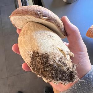 Summer Bolete