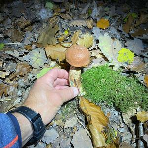 King Bolete
