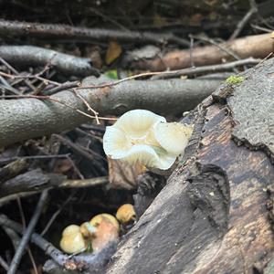 Unknown Species