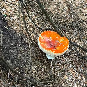 Fly Agaric