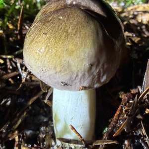 Sticky Grey Trich