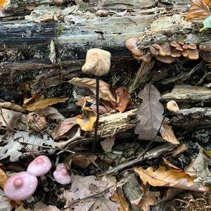 Garlic Marasmius