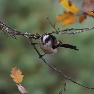 Long-tailed Tit