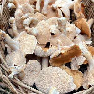 Hedgehog Fungus, Common