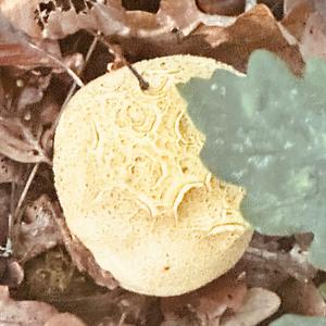 Pigskin Poison Puffball