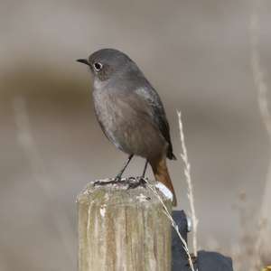 Black Redstart