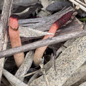 Dog Stinkhorn