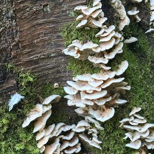 Unknown Species