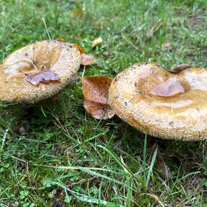 Unknown Species