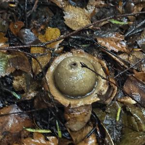 Unknown Species
