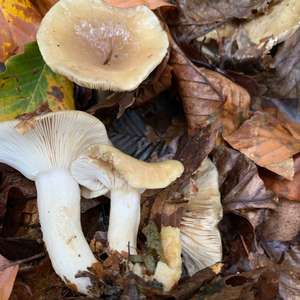 Unknown Species