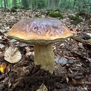 Steinpilz