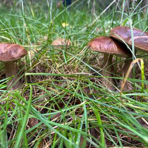 Gemeiner Birkenpilz