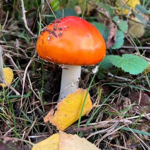 Fliegenpilz