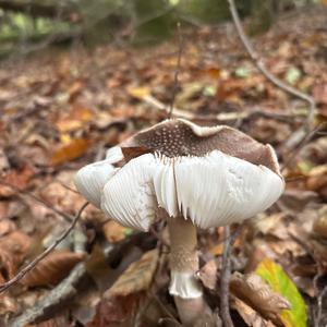 Unknown Species
