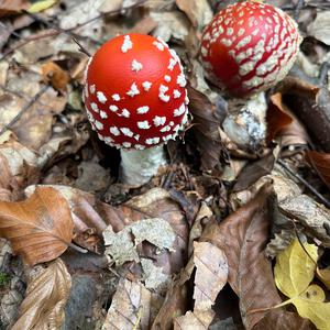 Fly Agaric