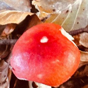Emetic Russula