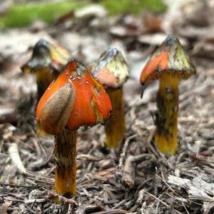 Blackening Wax-cap