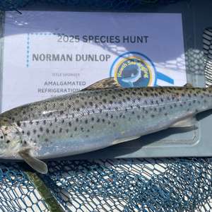 Sea trout