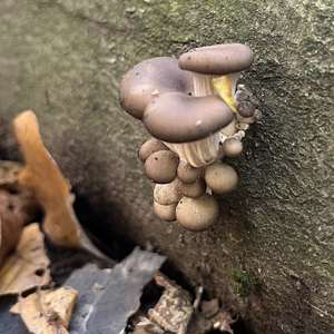 Oyster Mushroom