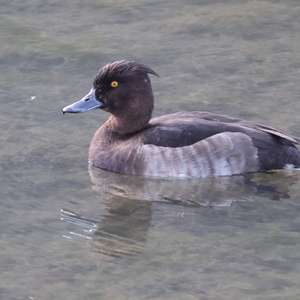Tufted Duck