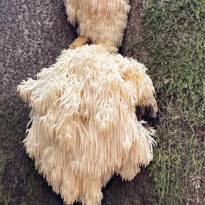 Bearded Tooth
