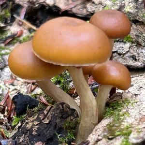 Deadly Galerina