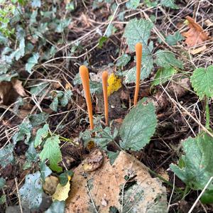 Unknown Species