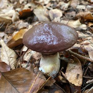 Slippery Jack