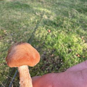 Unknown Species