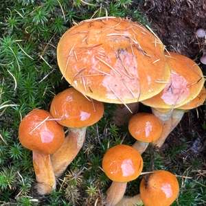 Unknown Species