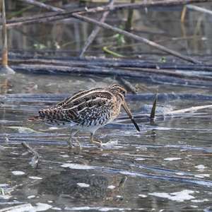 Common Snipe