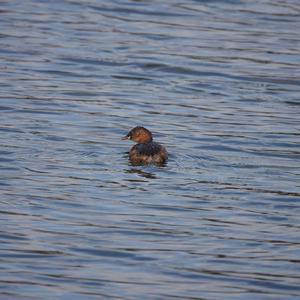 Little Grebe