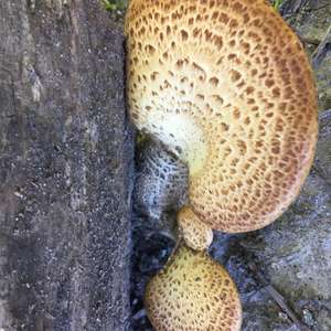 Dryad`s Saddle