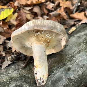 Unknown Species