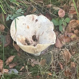 Fleecy Milk Cap
