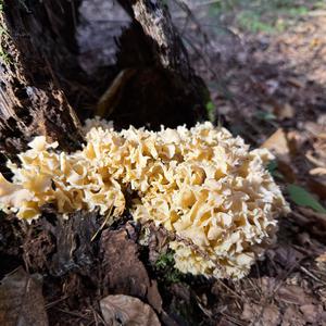 Eastern Cauliflower Mushroom