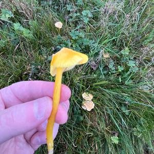 Stumpfer Saftling