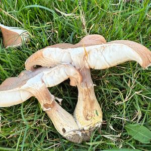 Unknown Species